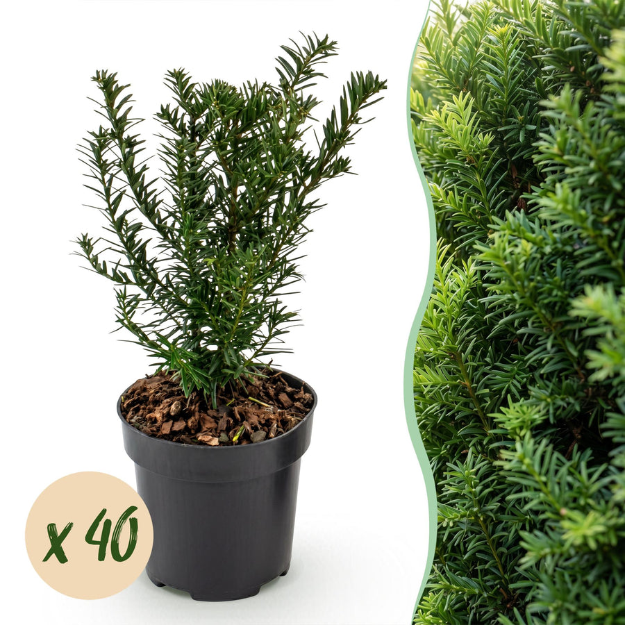 40 Taxus baccata yew hedging plants in 9cm pots, 20-30cm tall