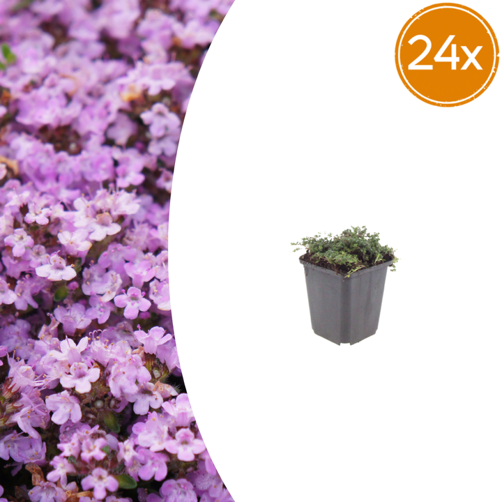 24x Thymus praecox 'Purple Beauty' - ↕10-25cm - Ø9cm