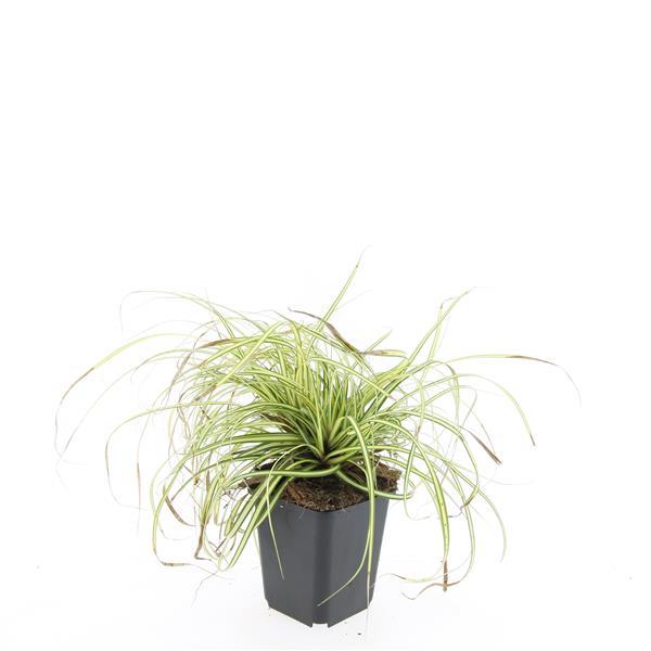 Carex Evergold Japanese Sedge 24-Pack | Gold Variegated Evergreen