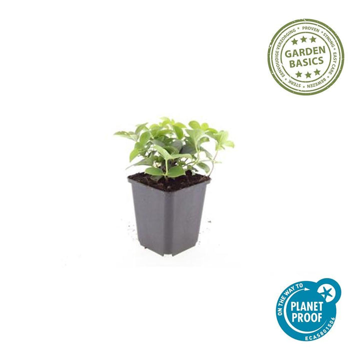 Cornus Canadensis Bunchberry Plants - White Flowering Groundcover