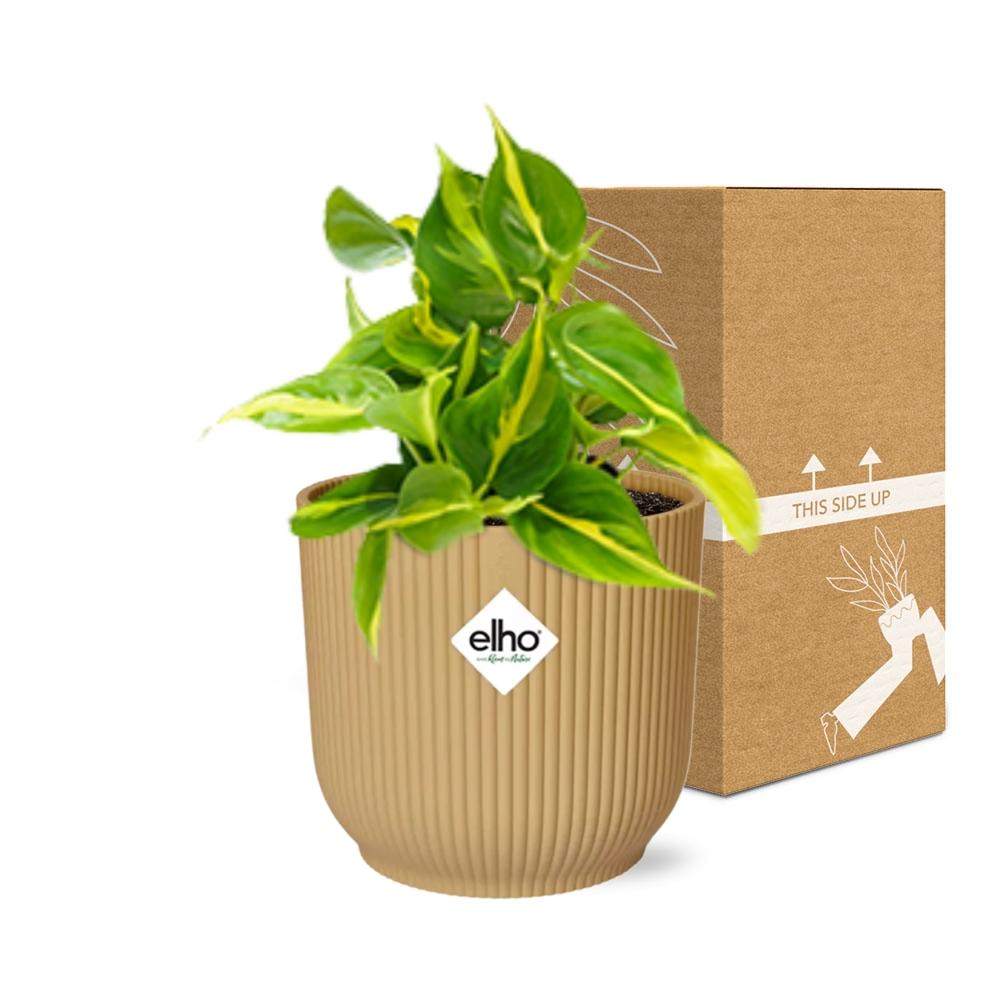 Philodendron Brasil indoor plant with vibrant green and yellow variegated leaves in a decorative pot by Everspring