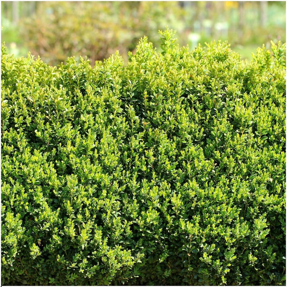 Buxus sempervirens hedge pack, 6 plants in 12cm pots - view 2