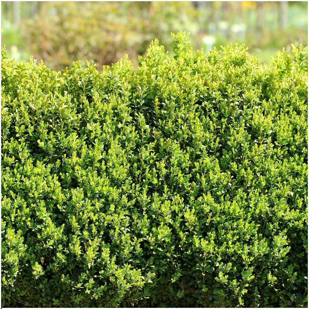 Buxus sempervirens hedge pack, 6 plants in 12cm pots - view 2
