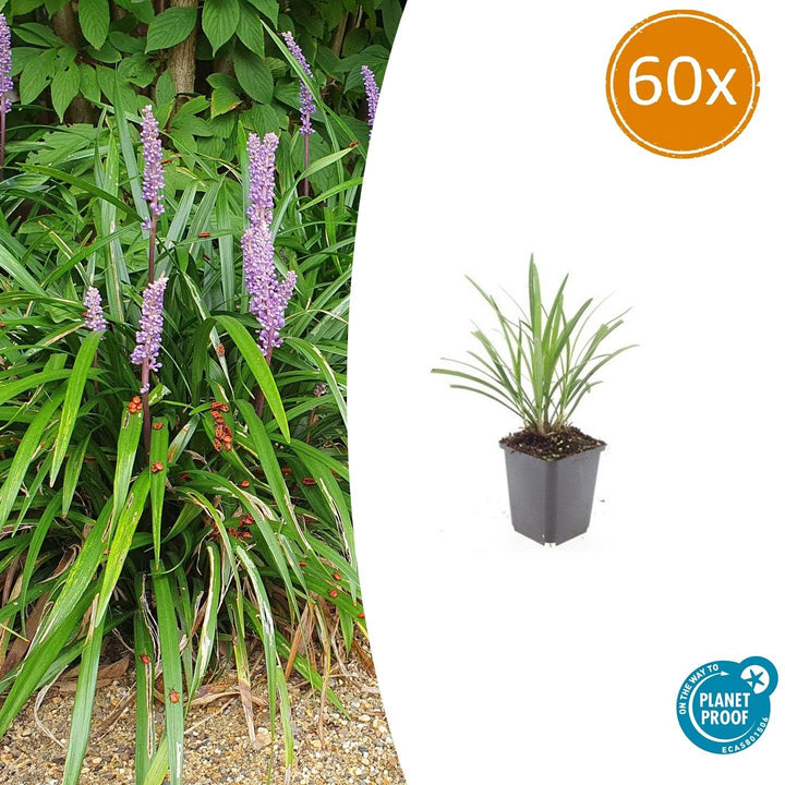 Liriope Muscari Ingwersen - Purple Flowering Groundcover Plants