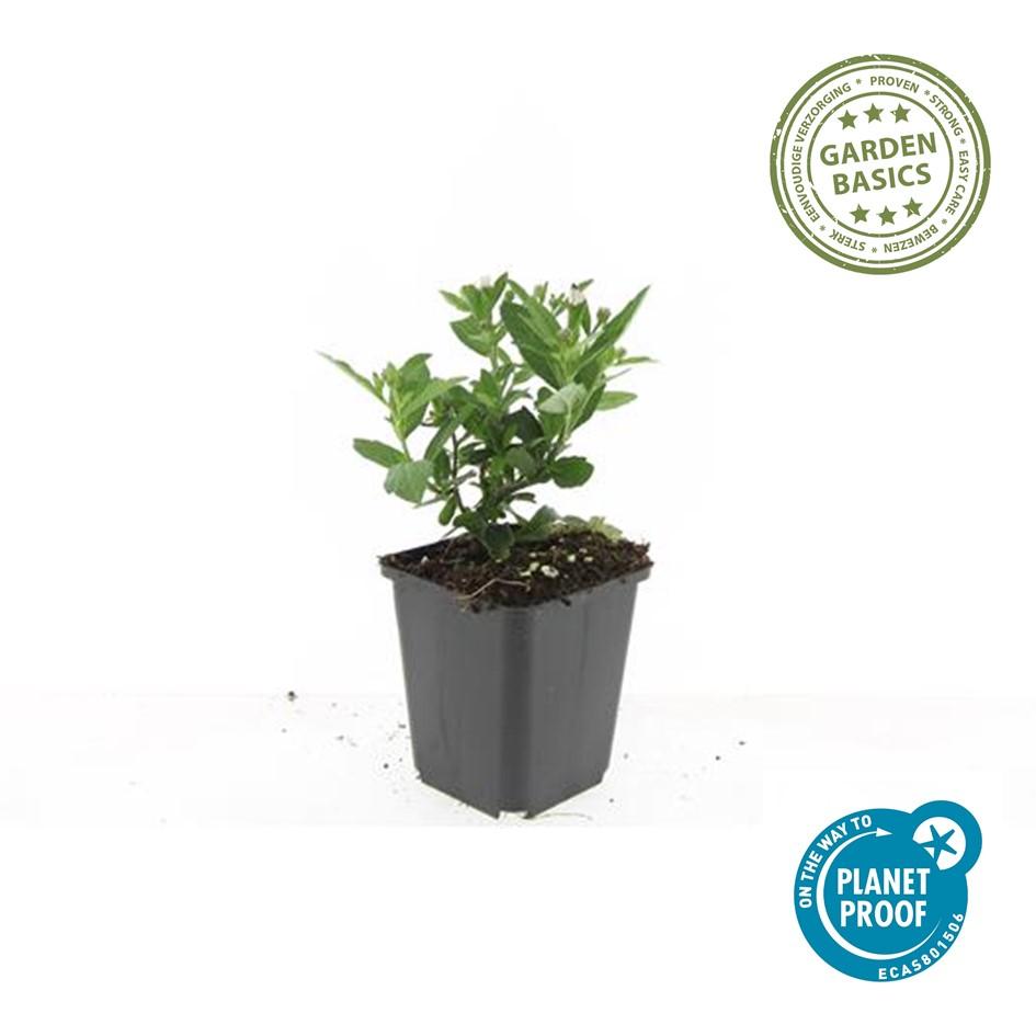 60x Aster ageratoides 'Stardust' White Star-Shaped 10-25cm Ø9cm