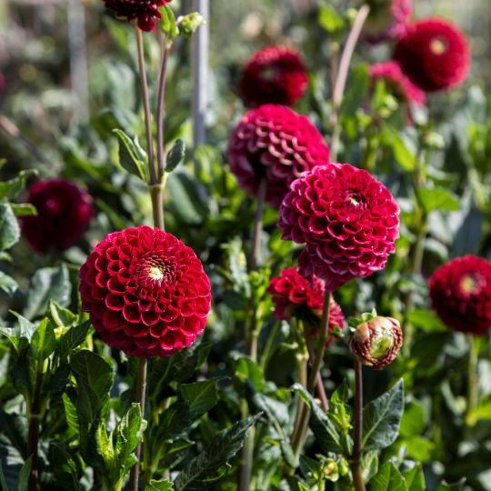 Flowerbulbs Amsterdam - Mix Gerard's Darlings, 12 Dahlia Natal & 12 Dahlia Blue Bell tubers for 4 m²
