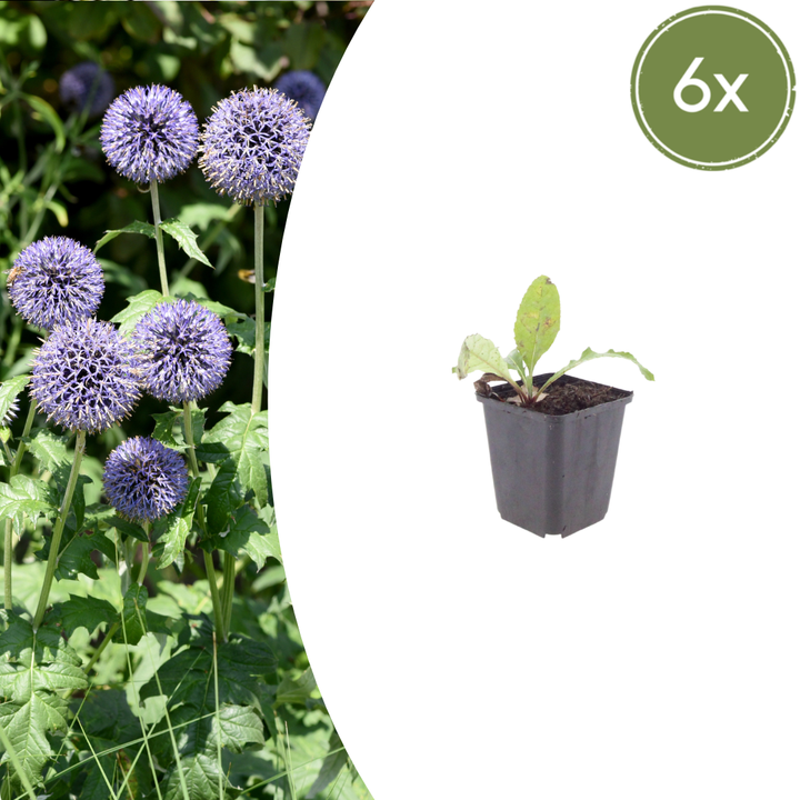 6x Echinops ritro - ↕10-25cm - Ø9cm