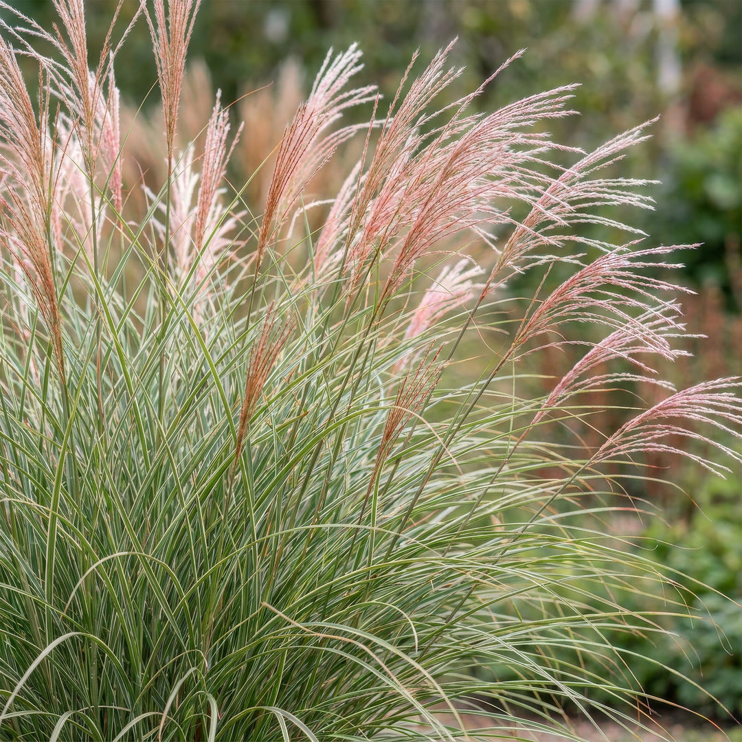 Pack of 24 Miscanthus sinensis 'Morning Light' maiden grass plants in 11cm pots - view 5