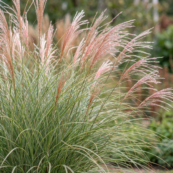 Pack of 24 Miscanthus sinensis 'Morning Light' maiden grass plants in 11cm pots - view 5