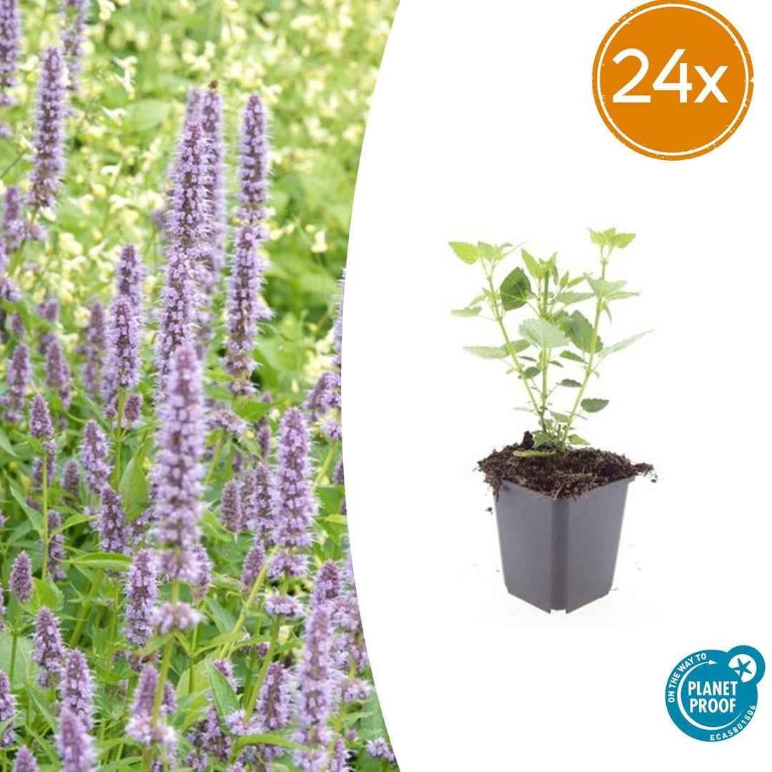 24x Agastache Blue Fortune Planten - Lavendelblauwe Perennial - Ø9cm Potten