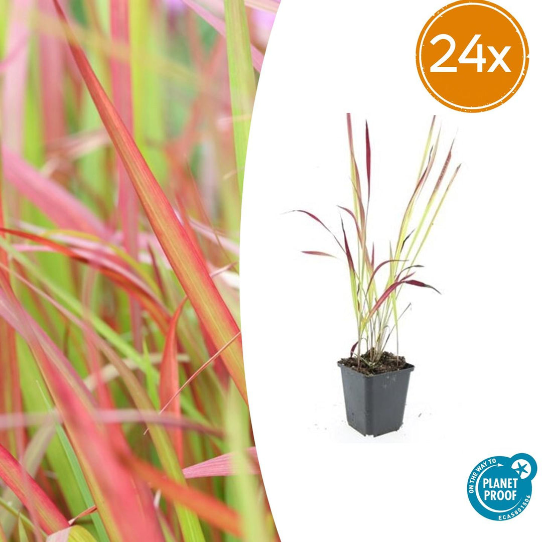24x Japanese Blood Grass 'Red Baron' - Vibrant Red Ornamental Grass