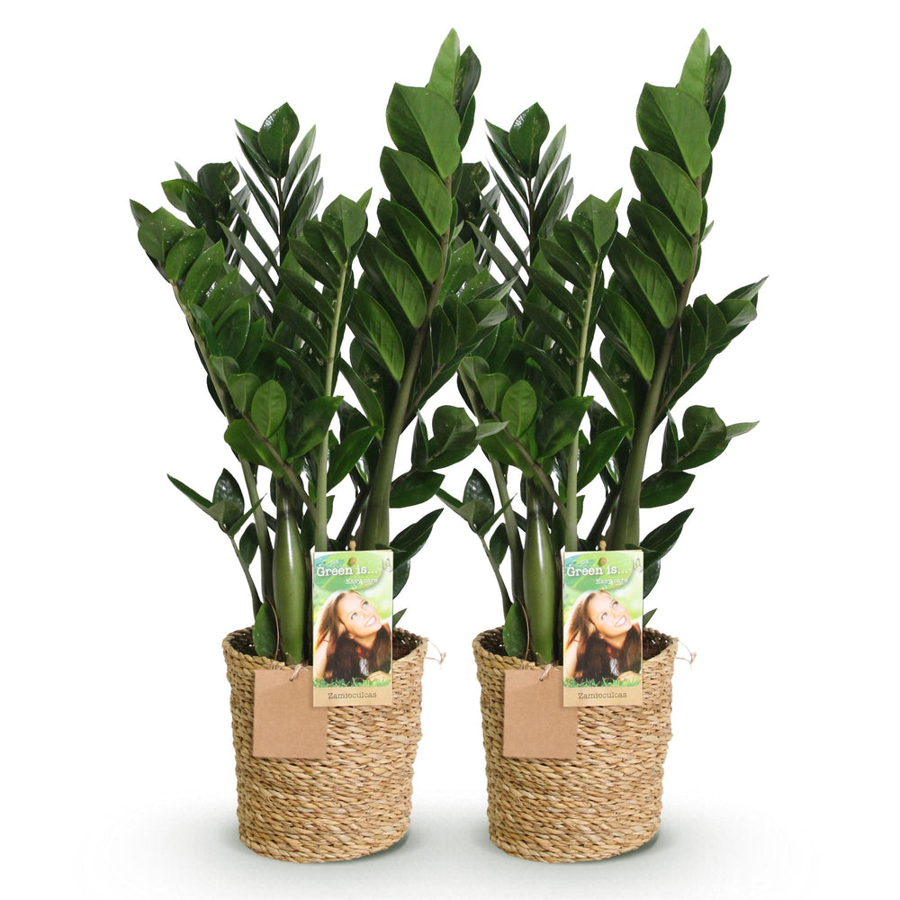 ZZ Plant (Zamioculcas zamiifolia), detail view 1