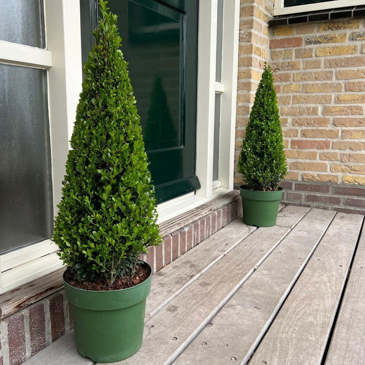 Ilex pyramide 55 cm hoog | Ø 21 cm