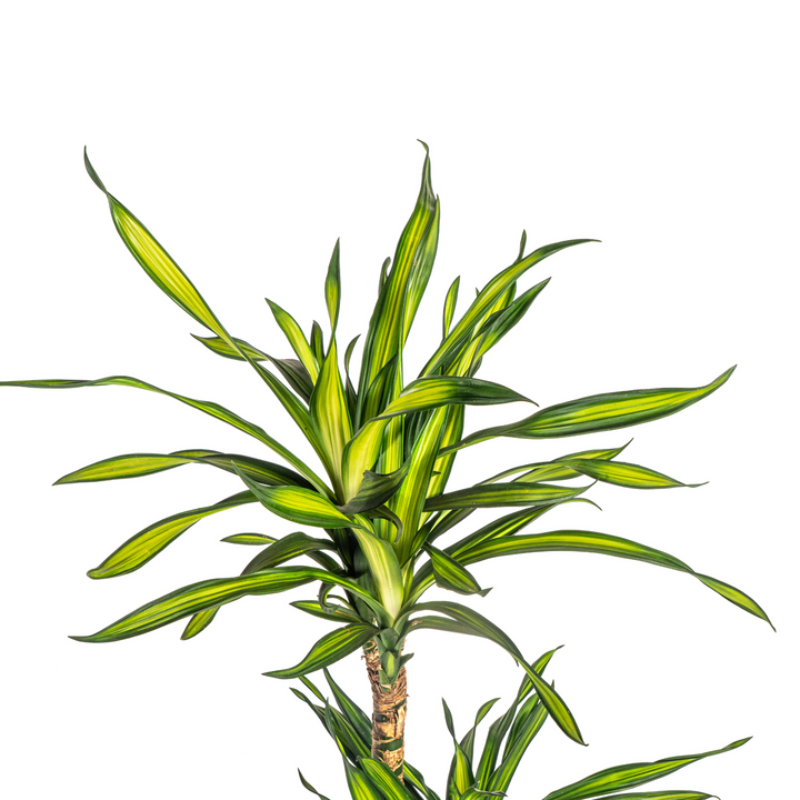 Dracaena Deremensis Rikki 90-110cm — Dragon Tree in 21cm pot