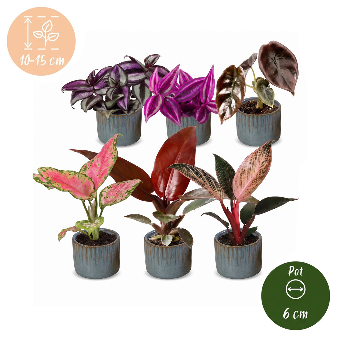 Baby Paradise Mix tropical houseplants, pack of 6, image 5