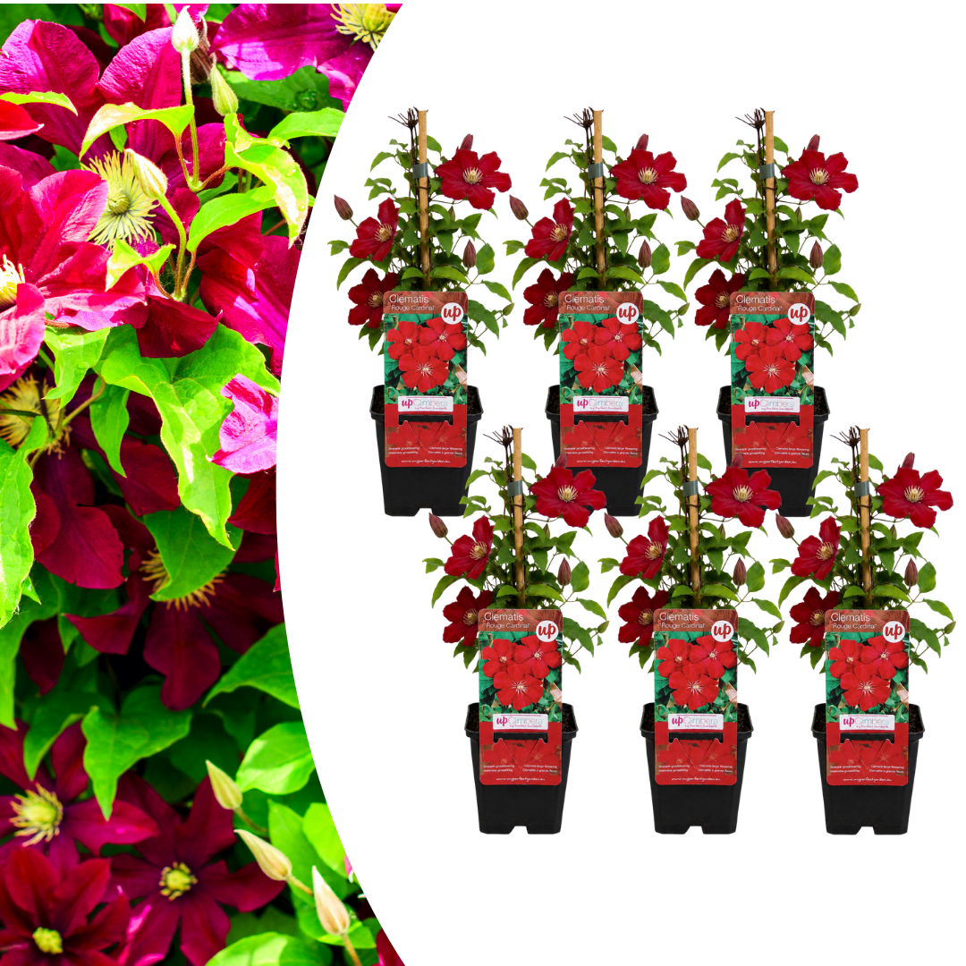 6x Clematis ‘Rouge Cardinal’ – P9 Pot – Beautiful Red Flowering Climbing Plant