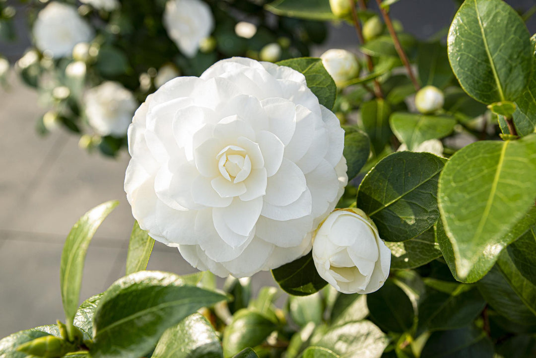 Camellia jap. 'Nuccio's Gem', lush decorative foliage, close-up view, by PlantGift.ie
