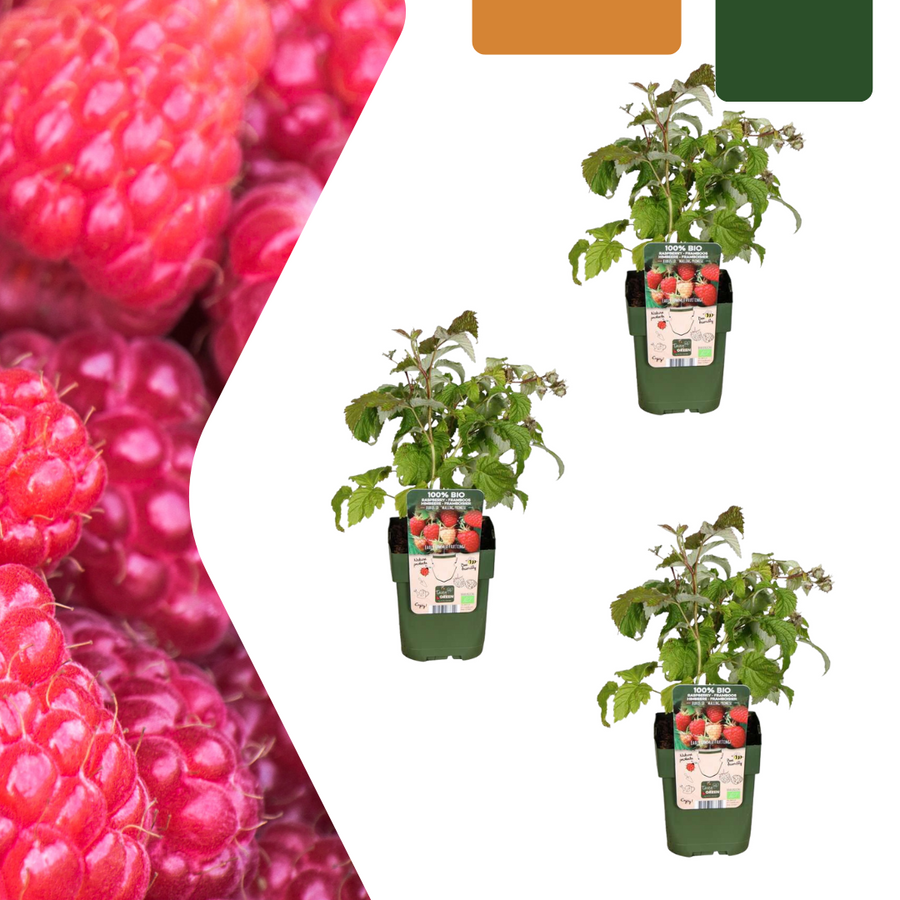 3 organic raspberry plants in 13 cm pots, 20 cm tall, by Everspring, featuring vibrant green leaves.