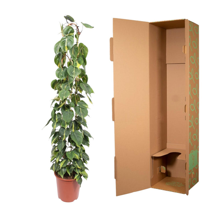 Philodendron Brasil houseplant with variegated green and yellow leaves, 160cm long, by Everspring