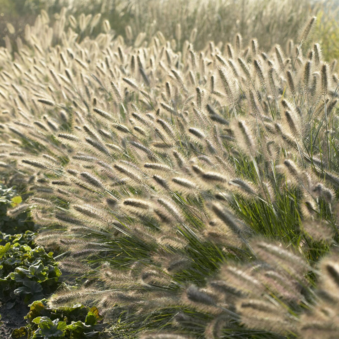 Pennisetum Alopecuroides Hameln Fountain Grass - Ornamental Grass