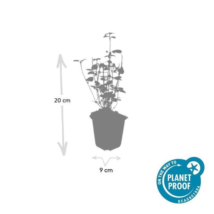 40x Agastache 'Black Adder' - ↕10-25cm - Ø9cm styled in an Irish home interior