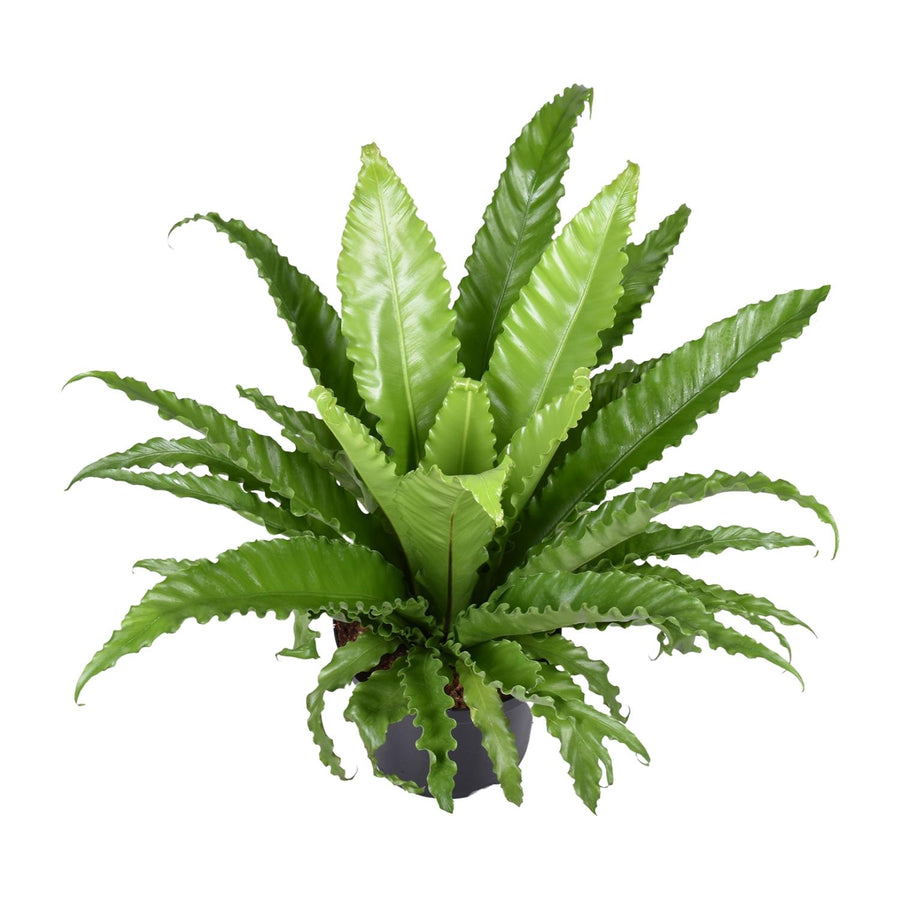 Asplenium Antiquum 'Osaka' Bird's Nest Fern in a 60cm pot, featuring lush green fronds, by Everspring.