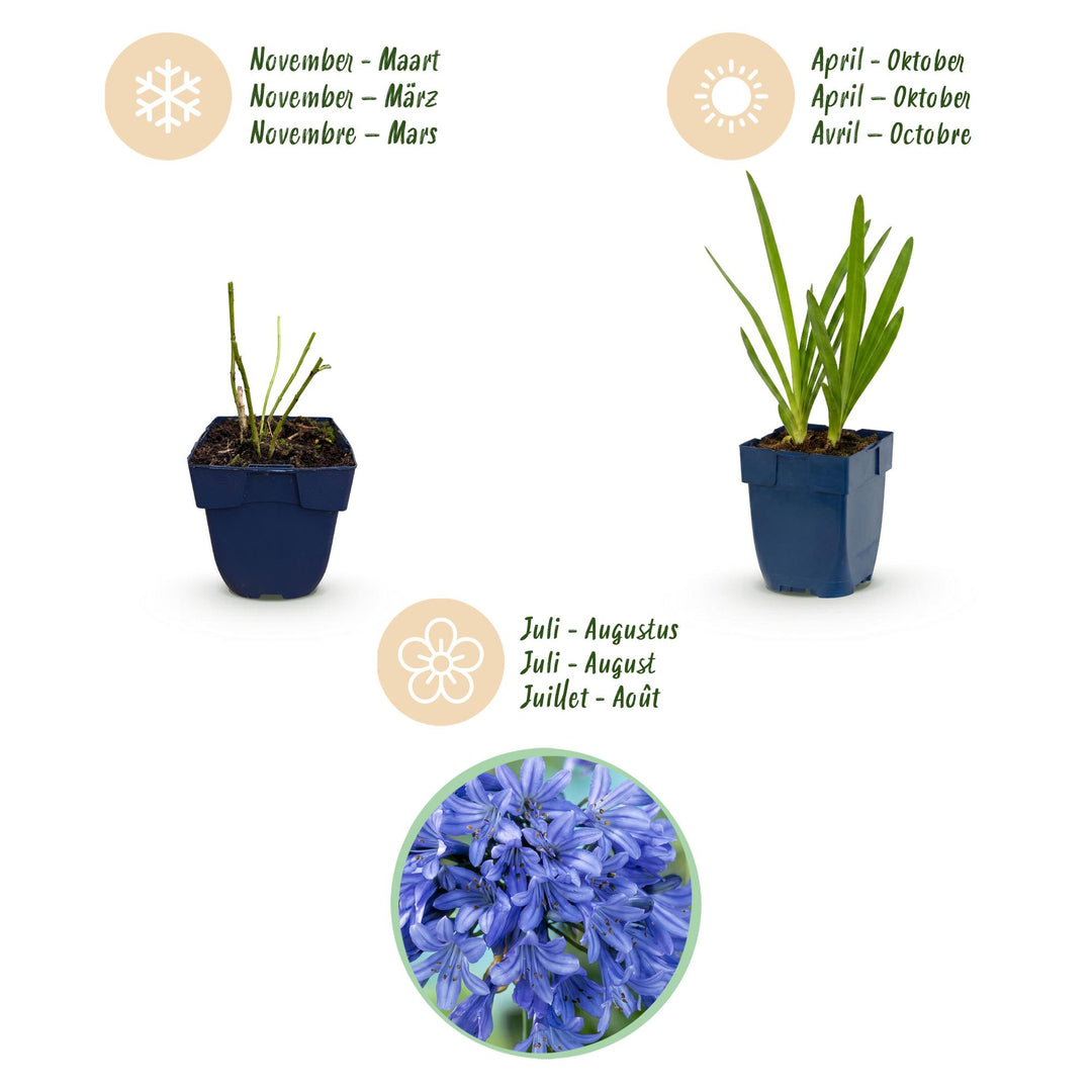 24 Agapanthus africanus African lily plants in 11cm pots, 15-25cm tall - view 4