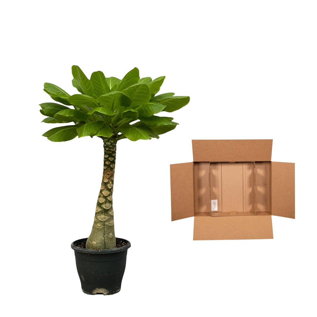Brighamia Insignis Hawaiian Palm - Rare Indoor Succulent Plant