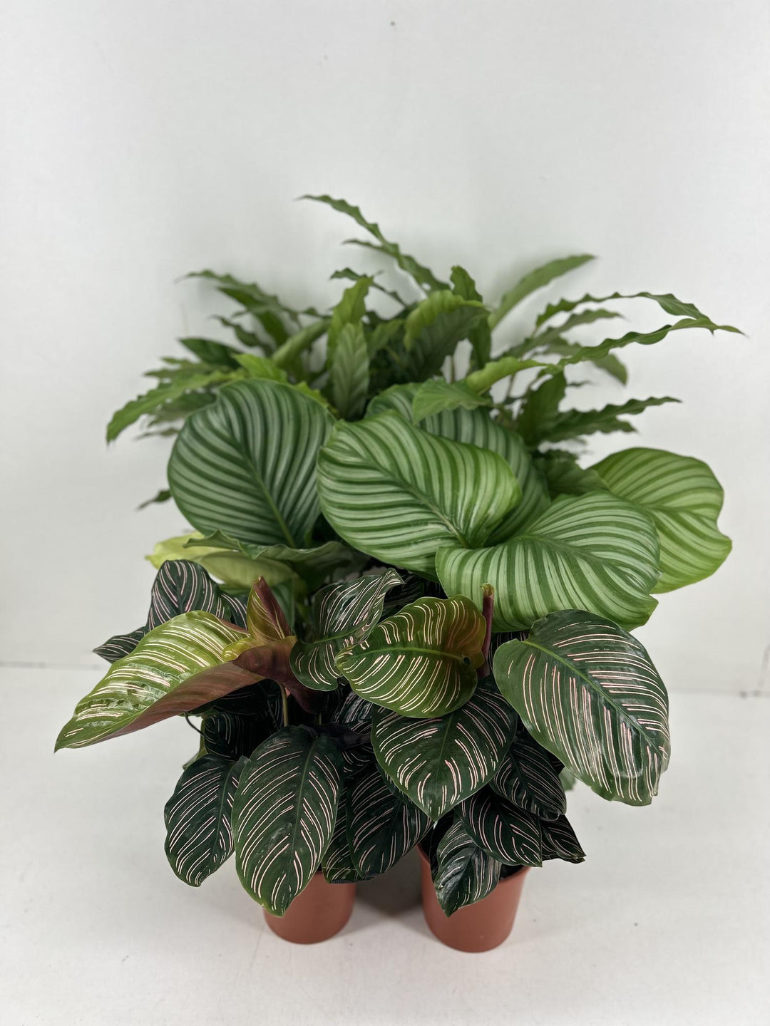 Calathea Mix 6-Pack: Orbifolia, Ornata, Rufibarba Plants
