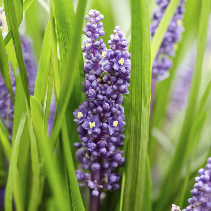 48x Liriope 'Big Blue' - Evergreen Ground Cover for Shade