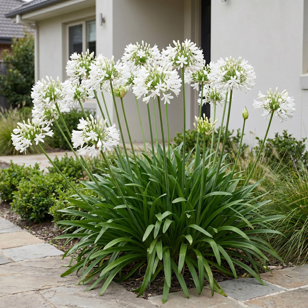 Plante vivace - Agapanthus africanus Albus - Lys africain - Attracteurs d'abeilles et de papillons - Blanc - 24 Plantes - Pot 11cm - Hauteur 15-25cm
