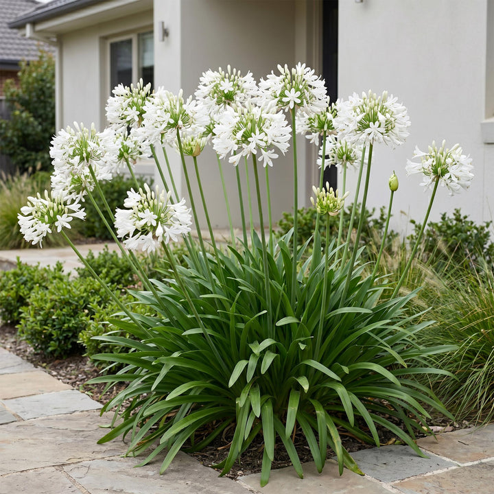 Plante vivace - Agapanthus africanus Albus - Lys africain - Attracteurs d'abeilles et de papillons - Blanc - 24 Plantes - Pot 11cm - Hauteur 15-25cm