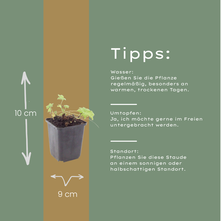 6x Geranium macr. 'White Ness' - ↕10-25cm - Ø9cm