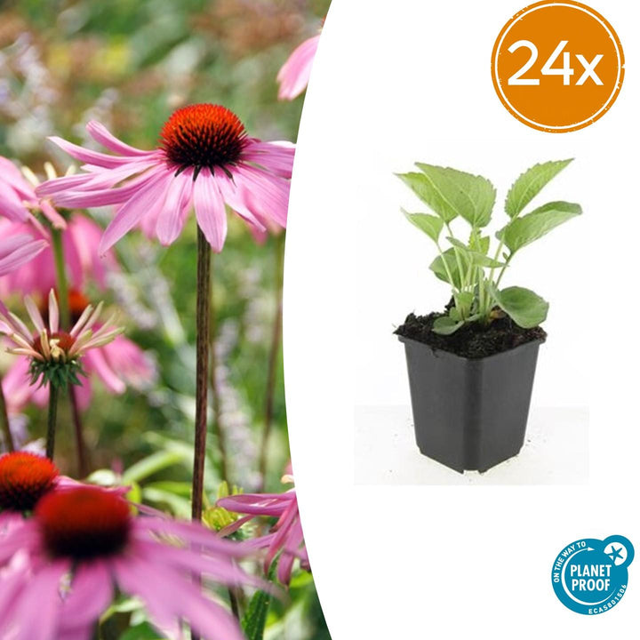 24x Echinacea p. 'Magnus' - ↕10-25cm - Ø9cm