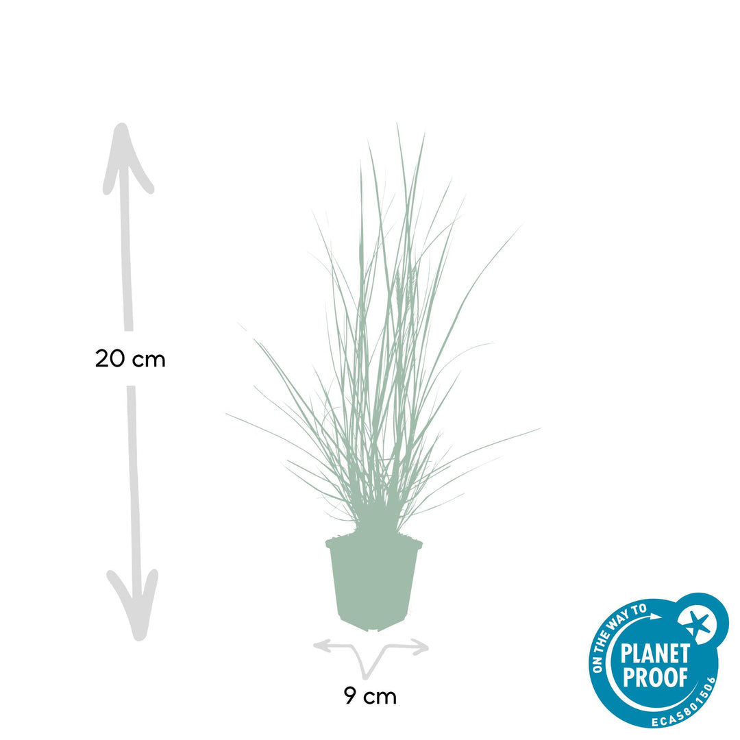 Dwarf Pennisetum Alopecuroides Hameln Fountain Grass with creamy plumes in a decorative container by Everspring