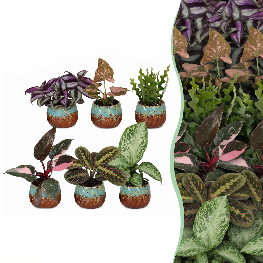 Baby Plants Surprise Box, pack of 6 tropical plants in 6 cm pots