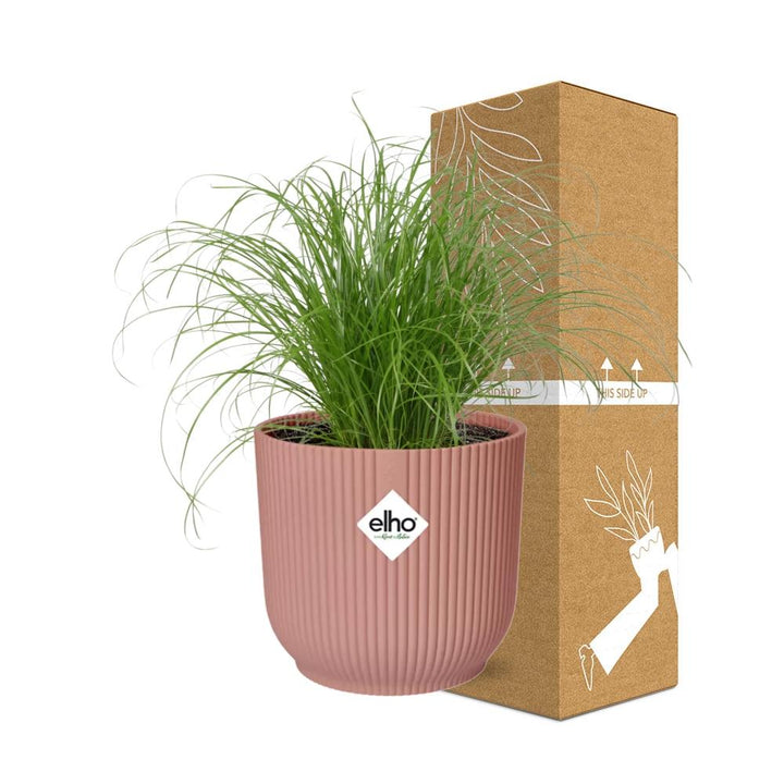 Umbrella Grass (Cyperus alternifolius 'Zumula') in a pink ELHO Vibes pot, view 4