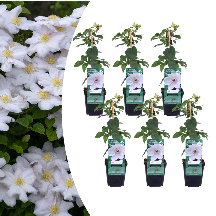 6x Clematis ‘Miss Bateman’ – P9 Pot – Elegant White Flowering Climbing Plant