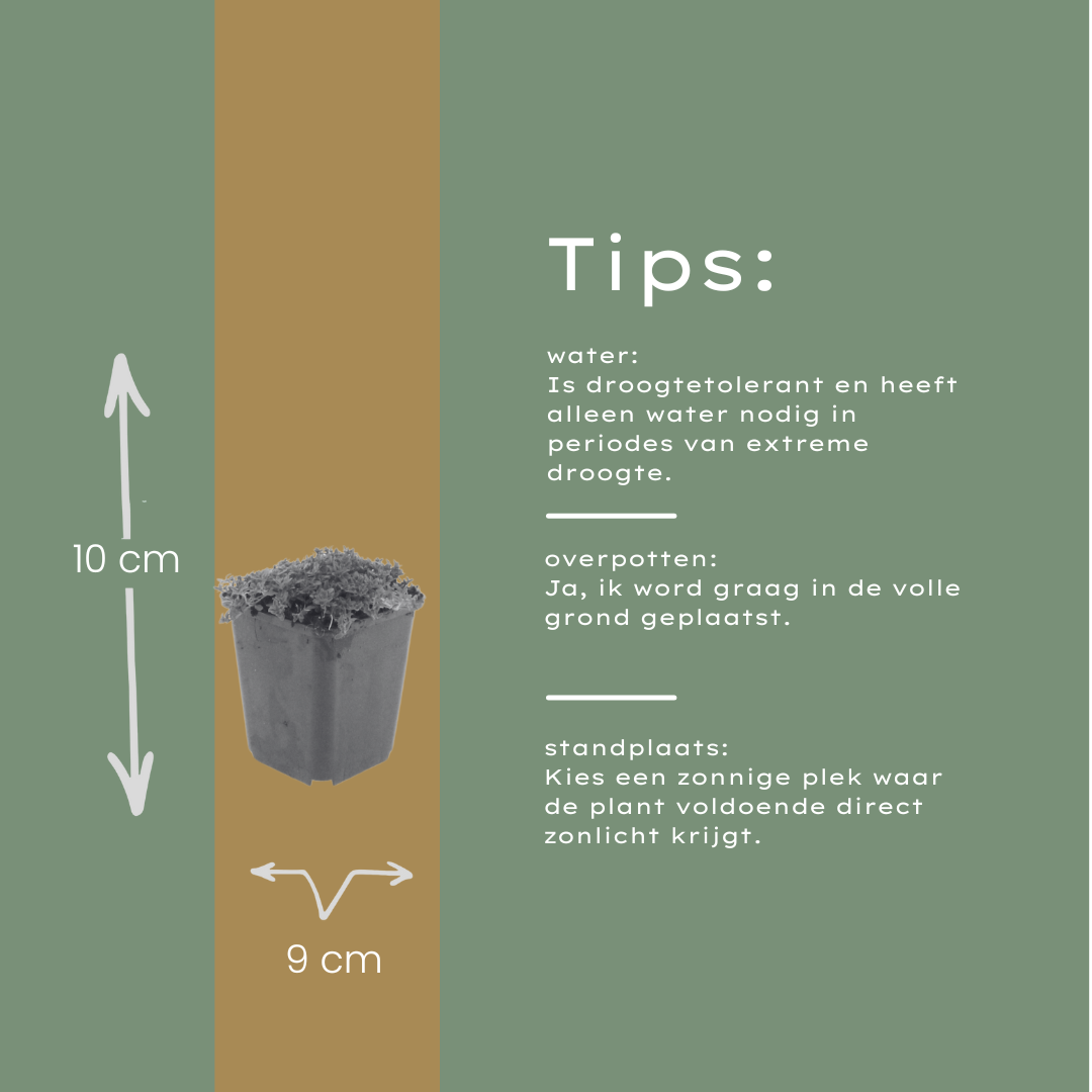 24x Thymus praecox 'Albiflorus' - ↕10-25cm - Ø9cm