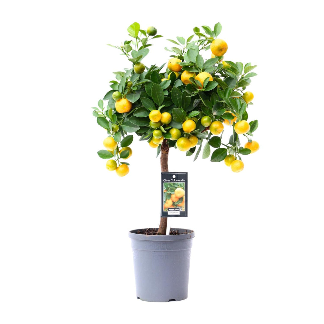 Green citrus plant in a decorative pot, ideal for sunny indoor spaces, by Everspring