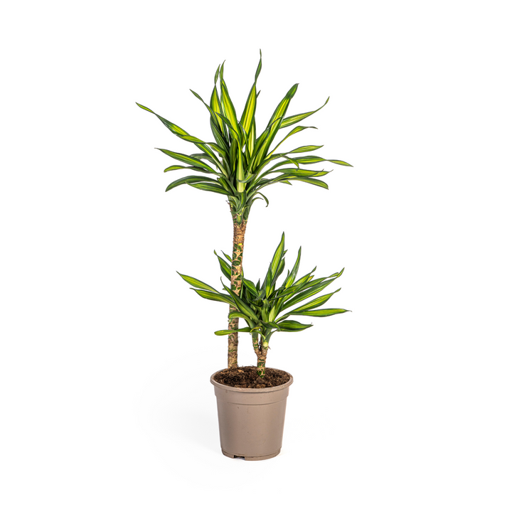 Dracaena Deremensis Rikki 70-90cm — Dragon Tree in 19cm pot
