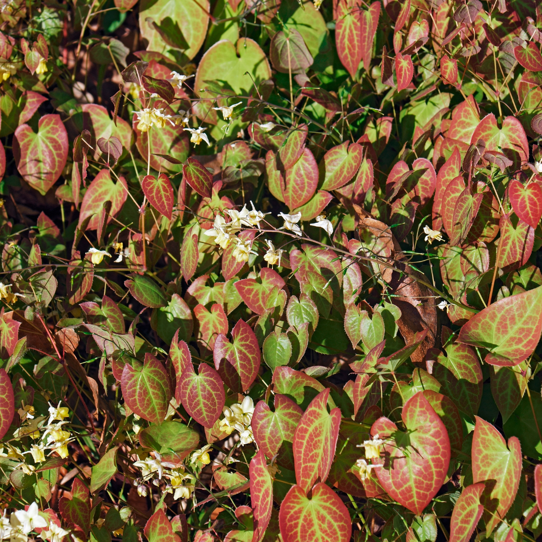 60x Epimedium y. 'Niveum' - ↕10-25cm - Ø9cm