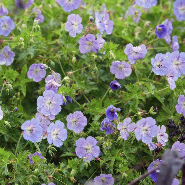 Geranium Rozanne Plants - Long Blooming Perennial Groundcover