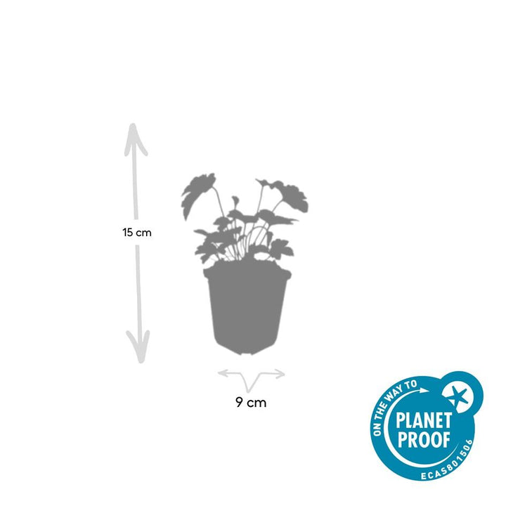 24x Anemoon 'Robustissima' Paars-Blauw Vastplant - 10-25cm Ø9cm