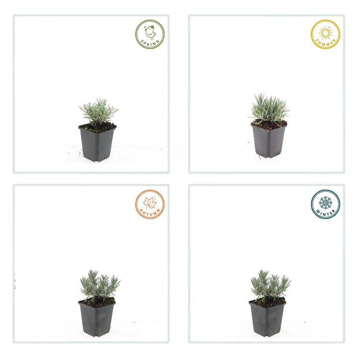 6x Lavandula int. 'Edelweiss' - ↕10-25cm - Ø9cm
