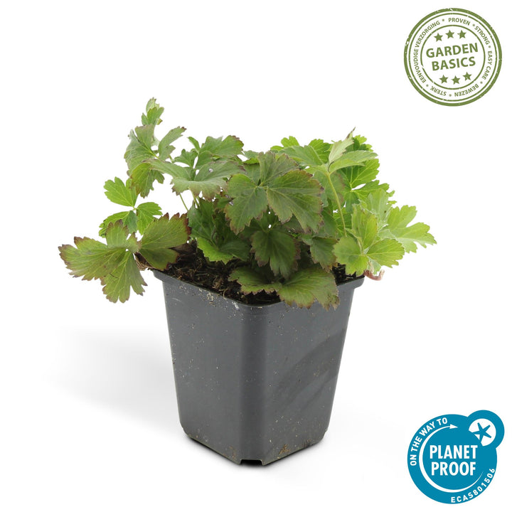 48-pack of Waldsteinia Ternata ground cover plants in 9cm pots, featuring lush green foliage and yellow flowers. Everspring 
