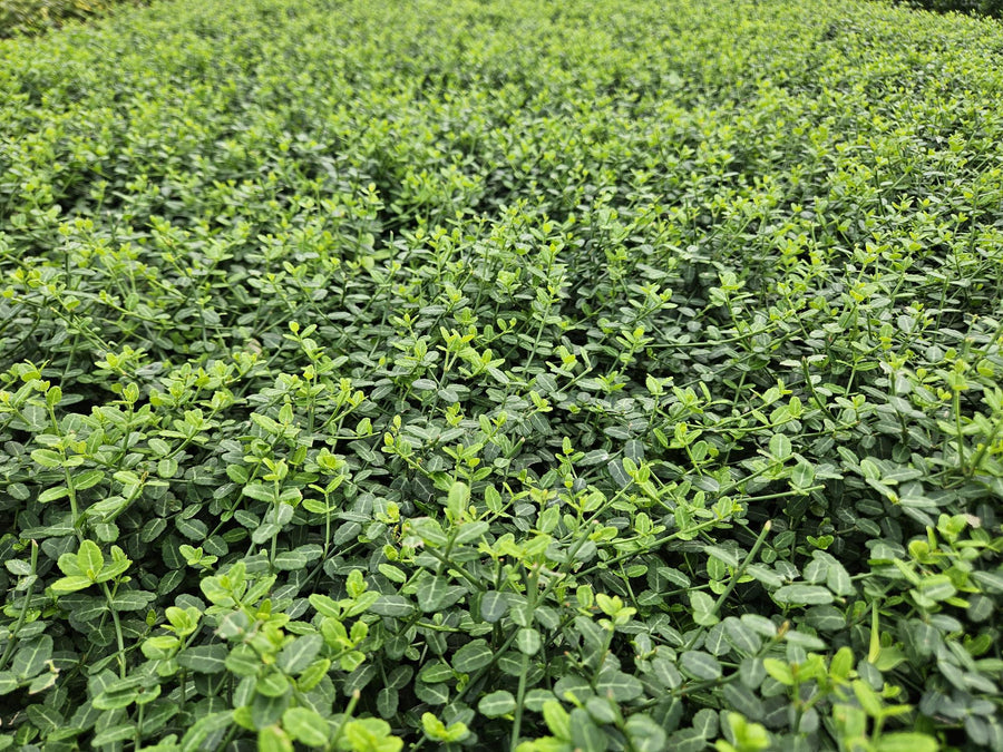 60x Euonymus Minimus - Compact Evergreen Ground Cover - 9cm Pot alternative angle showing habit and leaf structure