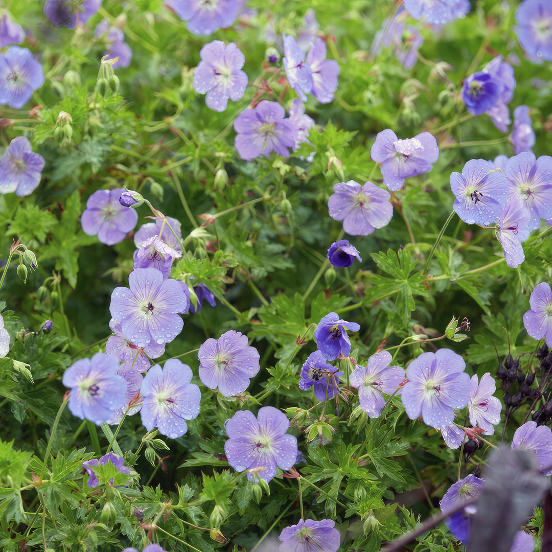 60 x Geranium Rozanne Plants - Long Blooming Perennial Groundcover