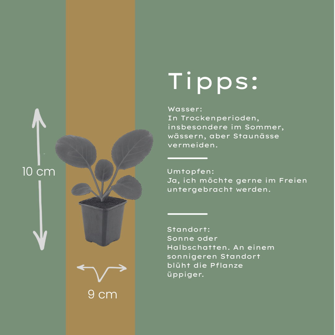 48x Bergenia cordifolia - ↕10-25cm - Ø9cm