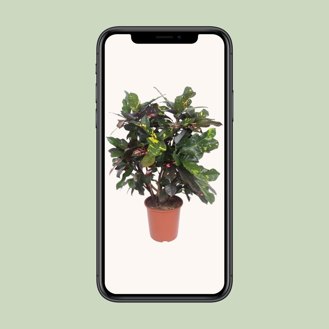 Croton Plant (Codiaeum Magnificent) - 110cm Indoor Air Purifier